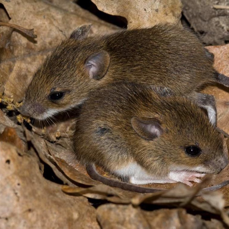 Уничтожения мышей в частном доме в Костроме?