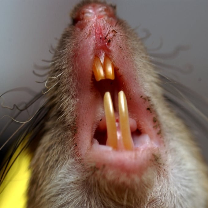 Дератизация крыс в Костроме?